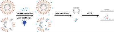 Application of propidium monoazide quantitative PCR to discriminate of infectious African swine fever viruses